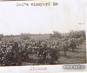 Julius Kull's vinyard