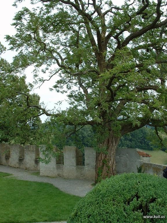 Grounds of Lenzburg Castle